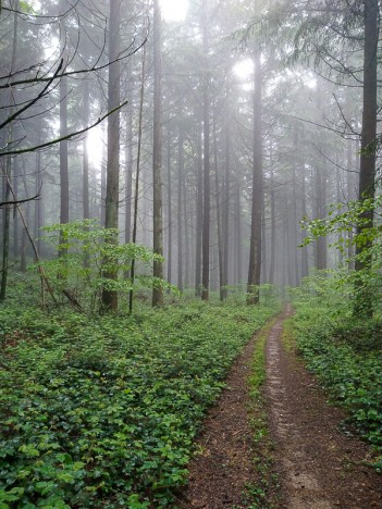 Chemin du Col du Mont Tournier, mai 2020