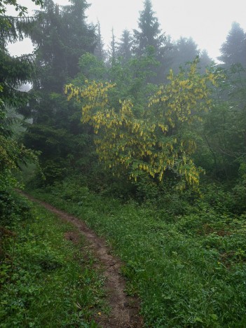 Cytise des Alpes (laburnum vulgare), mai 2020