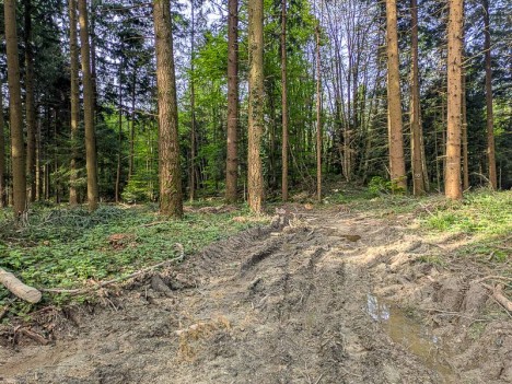 Stigmates de l'exploitation forestière, boue et ornières