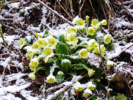 Primula-vulgaris, primevères sous la neige
