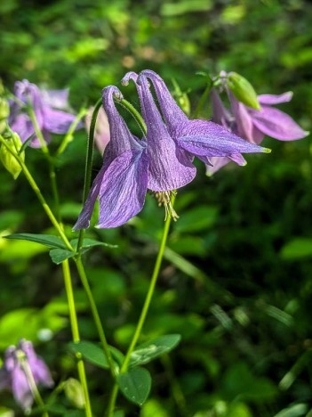 Fleur d'Ancolie commune