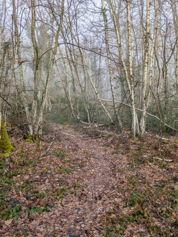 Des bouleaux dans la brume