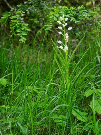 Céphalanthère à longues feuilles