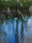 Cygne tuberculé