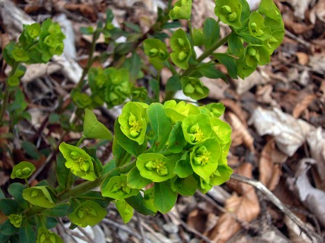 Euphorbe petit cyprès