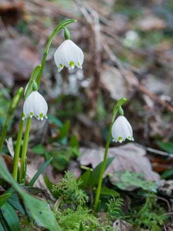 Nivéole de printemps