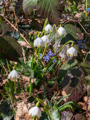 Bouquet de Nivéoles et de Scilles à deux feuilles