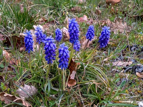 Muscari à grappe