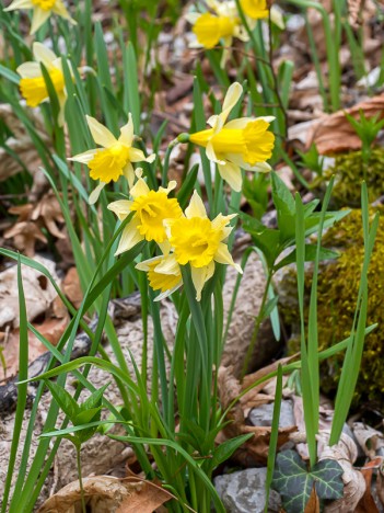 Jonquilles, fleurs