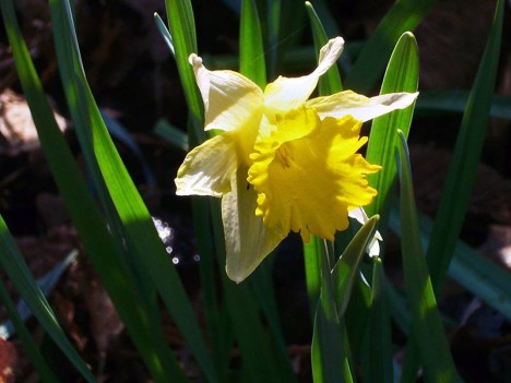 La jonquille, Narcissus pseudonarcissus de la famille des Amaryllidaceae