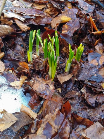 Pousses de jonquilles vers 920 mètres le 14 février 23, févr. 2023