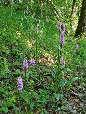 Orchis de Fuchs, juin 2023