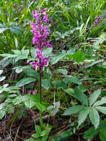 Orchis Mâle, mai 2020