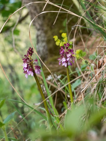 Orchis pourpre