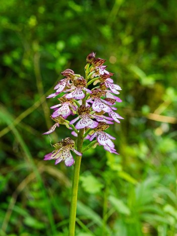 Orchis pourpre