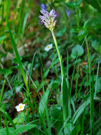 Orchis singe