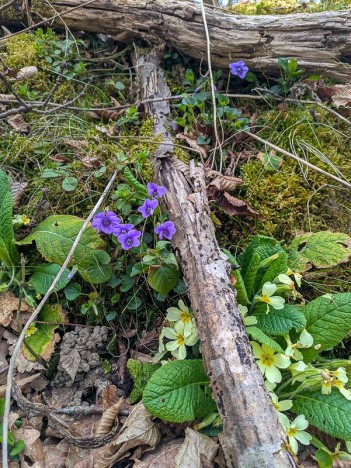 Primvères communes et violettes