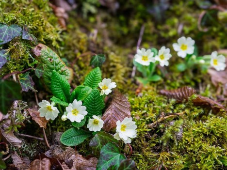 Primevères sur le chemin de la Ferme des Combes