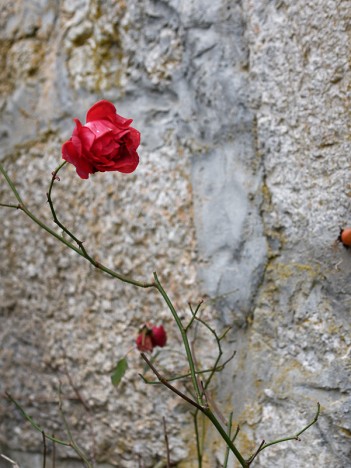 Rosier de la Grange de la Combe