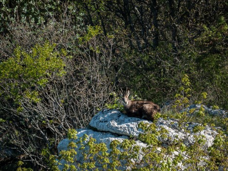 Chamois de Saint-Martin