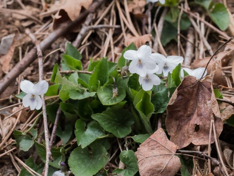 Violettes blanches