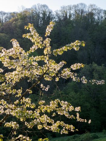 Merisier en fleur