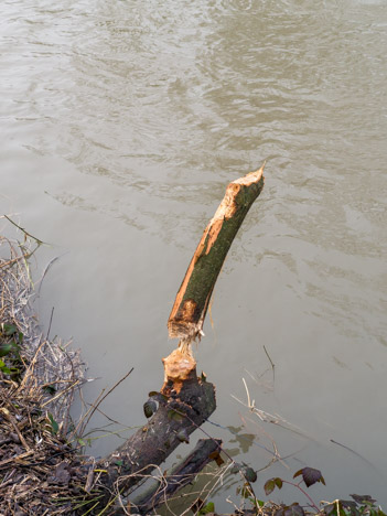 Travail de castor en rive droite du Guiers