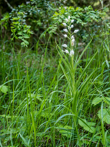 Céphalanthère à longues feuilles