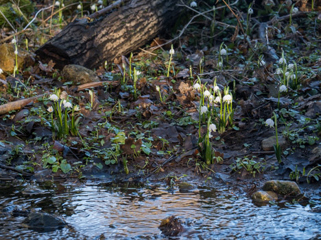 Nivéole de printemps