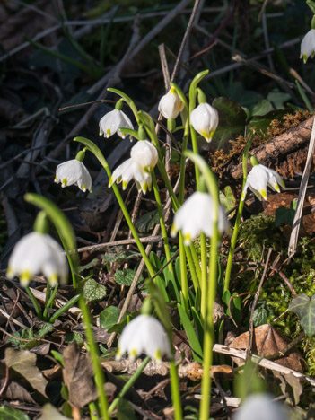 Nivéole de printemps