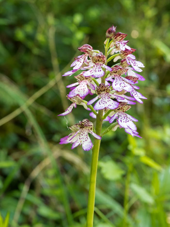 Orchis pourpre