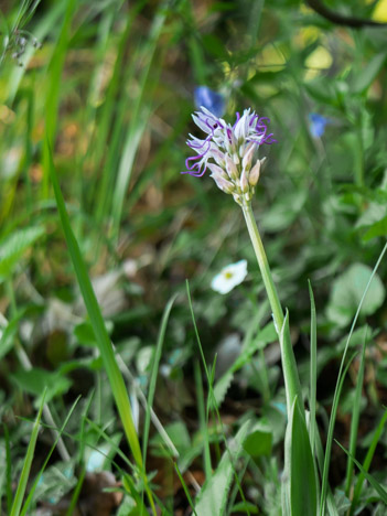 Orchis singe