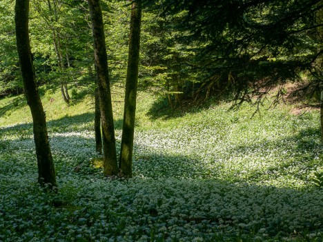 Ail des Ours, mai 2020