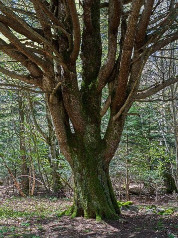 Arbre remarquable