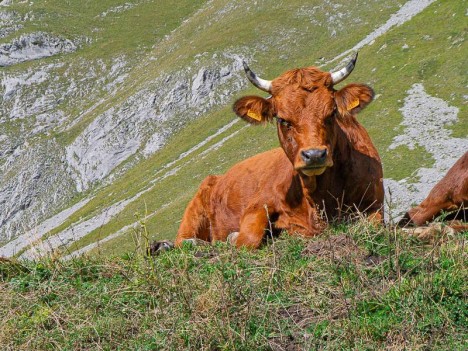 Vache tarentaise ou tarine
