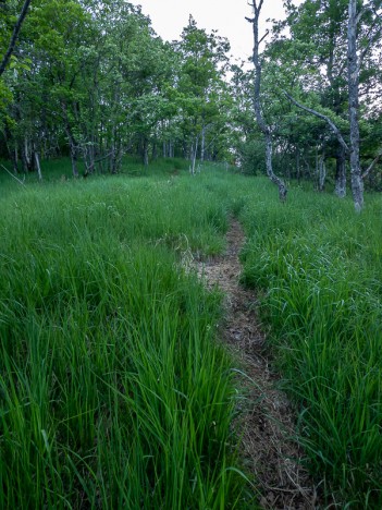 Plateau du Mont Durant, mai 2020