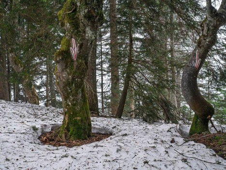 Flèches gravées sur les arbres