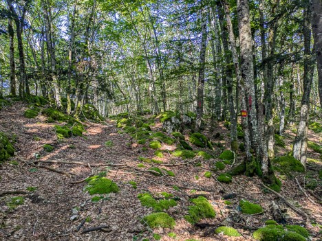 À l'embranchement du Sentier de la Pierre du Frère