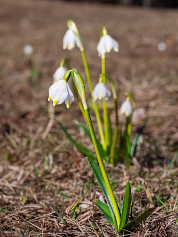 La nivéole, Leucojum vernum L. de la famille des Amaryllidacées