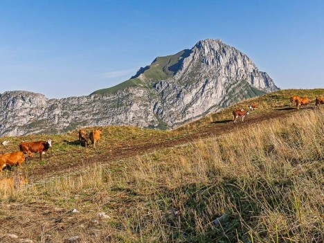 Les vaches du Plan de la Limace