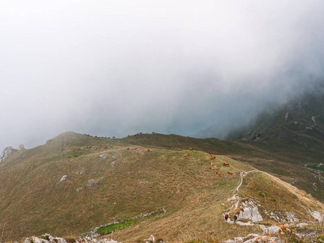 L'alpage du Passage du Charbonnet