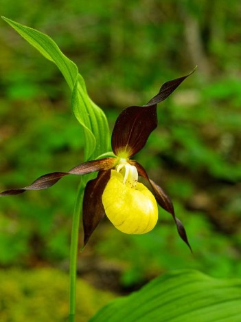 Sabot de Vénus