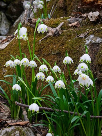 Nivéole de printemps