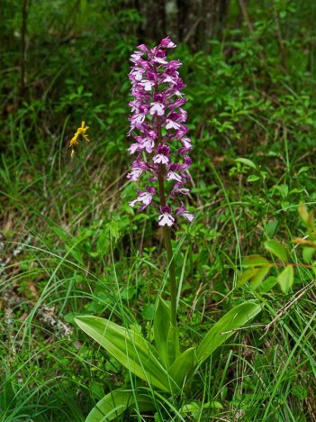 Orchis pourpre