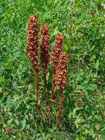 Grande Orobanche