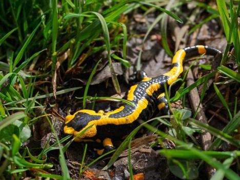 Salamandre tachetée