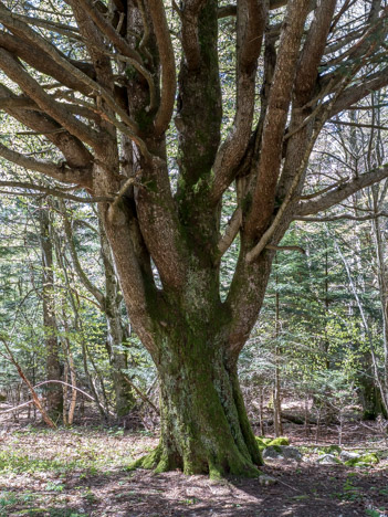 Arbre remarquable