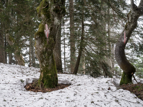 Flèches gravées sur les arbres