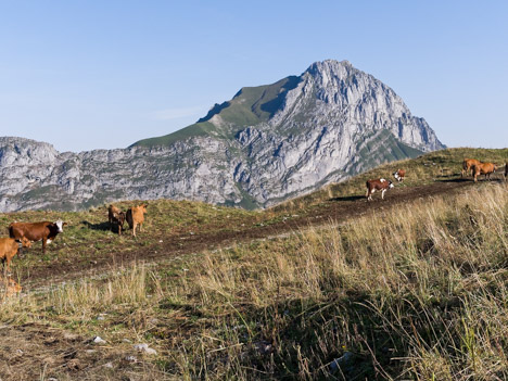 Les vaches du Plan de la Limace