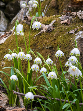 Nivéole de printemps